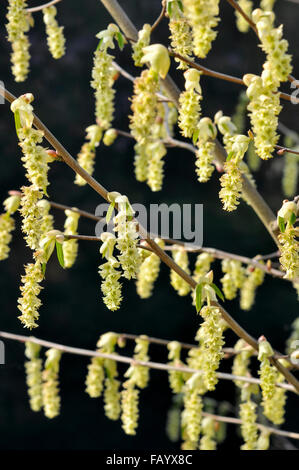 Corylopsis Sinensis. Ein Frühlings-Strauch mit hängenden Blüten hellgelb. Stockfoto