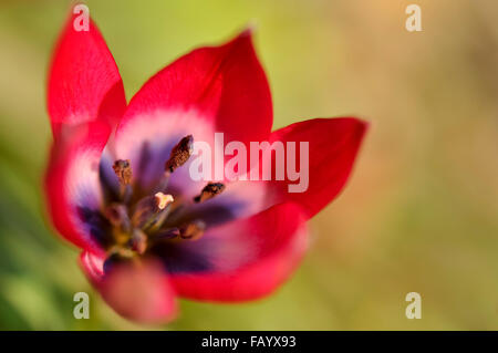 Nahaufnahme einer schönen roten Arten Tulpe im Frühlingssonnenschein. Stockfoto