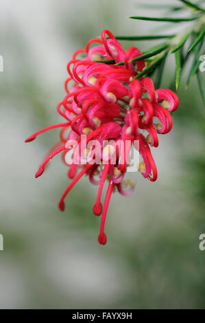 Nahaufnahme von roten Grevillea in Blüte mit weichen grünen Hintergrund. Stockfoto