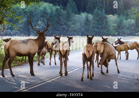 Die Elch-Herde im Prairie Creek Redwoods State Park in Nordkalifornien streunen oft auf der Autobahn. Stockfoto