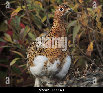 Willow Ptarmigan (Lagopus Lagopus) weiblich, deren Gefieder den Übergang zum Winter begonnen hat, ist ganz weiß Phase. Denali National Pa Stockfoto