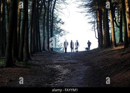 Leuchtfeuer fiel, Lancashire, England. Hund-Wanderer auf einem Waldweg Stockfoto