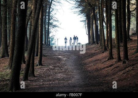 Leuchtfeuer fiel, Lancashire, England. Hundebesitzer, die Silhouette gegen den Himmel am Ende einen Waldweg auf Beacon fiel. Stockfoto