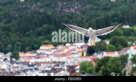 Möwen fliegen in Bergen, Norwegen-Landschaft im Hintergrund Stockfoto