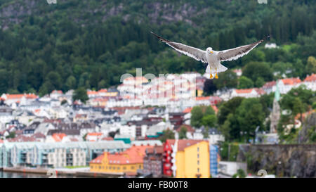 Möwen fliegen in Bergen, Norwegen-Landschaft im Hintergrund Stockfoto