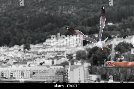 Möwen fliegen in Bergen, Norwegen-Landschaft im Hintergrund Stockfoto