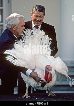 Washington DC, USA, 16. November 1984 Präsident Ronald Reagan im Rahmen einer jährlichen Zeremonie im Weißen Haus Rosengarten vergibt das Thanksgiving Türkei. Der Vogel ist erschrocken durch Töne, die von Fotografen aus den Medien Credit: Mark Reinstein Stockfoto