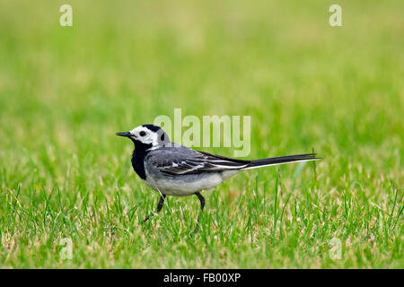 Bachstelze (Motacilla Alba) männlich Nahrungssuche in Grünland Stockfoto