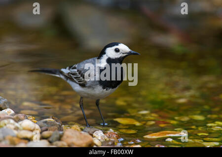 Bachstelze (Motacilla Alba) männlichen stehen im flachen Wasser des Streams Stockfoto