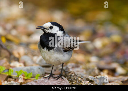 Bachstelze (Motacilla Alba) Porträt des Mannes Stockfoto