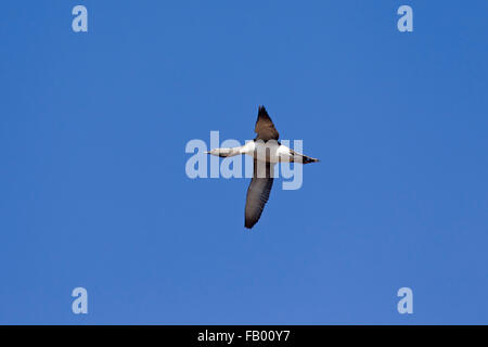 Red-throated Loon / Sterntaucher (Gavia Stellata) in der Zucht Gefieder fliegen gegen blauen Himmel Stockfoto