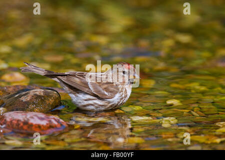 Gemeinsame Redpoll (Acanthis Flammea / Zuchtjahr Flammea), weibliche Trinkwasser aus Stream Stockfoto