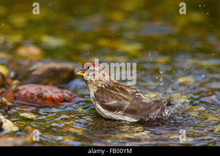 Gemeinsame Redpoll (Acanthis Flammea / Zuchtjahr Flammea), Weiblich, Baden im flachen Wasser des Streams Stockfoto