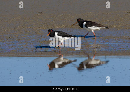 Zwei eurasischen Austernfischer / gemeinsame pied Austernfischer (Haematopus Ostralegus) auf Nahrungssuche am Strand Stockfoto