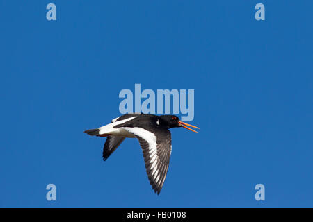 Eurasischen Austernfischer / gemeinsame pied Austernfischer (Haematopus Ostralegus) im Flug und Berufung Stockfoto