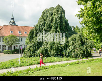 Weinend Buche in Lüneburg, Niedersachsen, Deutschland. Stockfoto