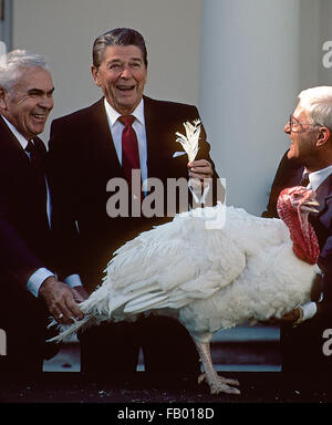 Washington DC, USA, 16. November 1984 Präsident Ronald Reagan vergibt das Thanksgiving Türkei. Bildnachweis: Mark Reinstein Stockfoto