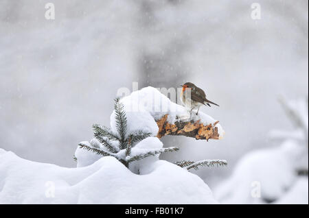 Rotkehlchen stehend auf dem Schnee bedeckt branch Stockfoto