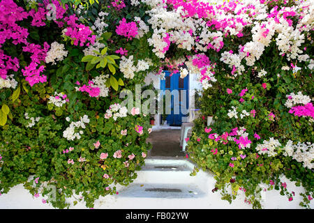 Blühende Blumen im Dorf Kritinia, Rhodos, griechische Dodekanes Stockfoto