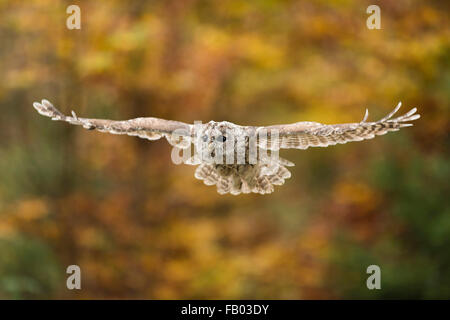 Tawny Owl / Waldkauz ( Strix aluco ) im Flug vor hellgelb grünen Blättern, herbstliche Hintergrundfarben, Europa. Stockfoto