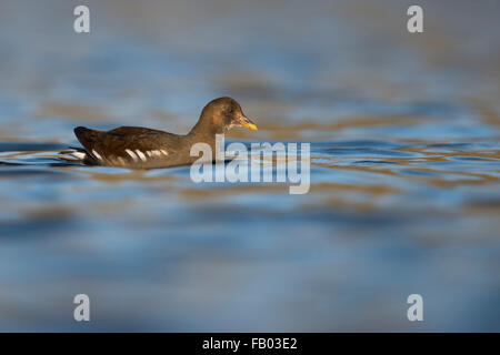 Teichhühner / Teichralle / Teichhuhn (Gallinula Chloropus) im besten Licht auf schöne farbige Freiwasser. Stockfoto