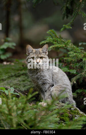 Europäische Wildkatze / Europäische Wildkatze (Felis Silvestris Silvestris) sitzt auf einem Felsen in einem Nadelwald. Stockfoto