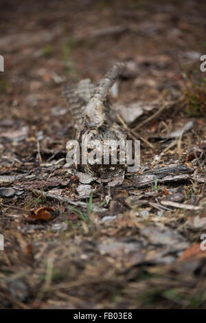 Europäische Ziegenmelker / Ziegenmelker (Caprimulgus Europaeus) ruht auf der Erde, perfekte Tarnung, Mimikry. Stockfoto