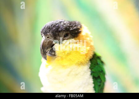 Unter der Leitung von Black Parrot Pionites Melanocephalus im nördlichen Amazonasgebiet Stockfoto