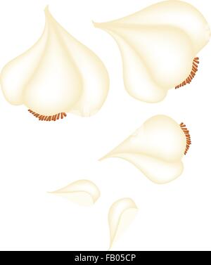 Gemüse- und Kräutergarten, Vektor-Illustration von frischen Bio-Knoblauch Zwiebeln und Knoblauchzehen in der Küche zum Würzen verwendet. Stock Vektor