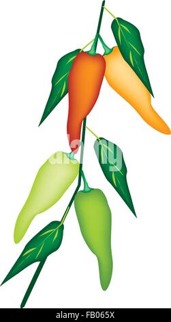 Gemüse, frische rote, grüne, Orange und gelbe Paprika mit grünen Blättern auf einem Ast isoliert auf Wh Vektor-Illustration Stock Vektor