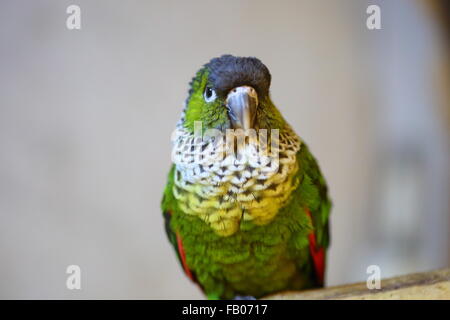 Schwarz-capped Sittich Pyrrhura Rupicola in Südamerika Stockfoto