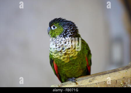 Schwarz-capped Sittich Pyrrhura Rupicola in Südamerika Stockfoto