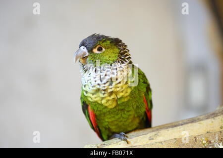 Schwarz-capped Sittich Pyrrhura Rupicola in Südamerika Stockfoto