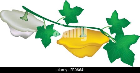 Gemüse, zur Veranschaulichung der frischen Pattypan Squash oder Squash Sunburst mit Blättern hängen auf einem Weinstock isoliert auf weißem Zeitmessung Stock Vektor