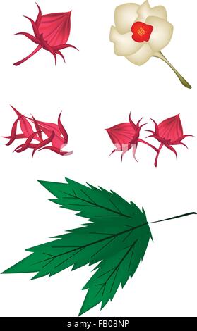 Essen und Kraut, eine Illustration Teile der frische Hibiscus Sabdariffa oder Roselle Pflanze mit Blüten, Blätter und Früchte. Stock Vektor