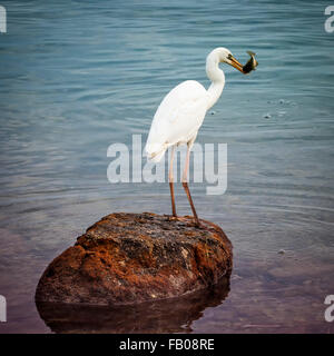 Großer weißer Reiher Vogel steht auf einem Felsen in der Nähe von Ocean Shore mit gerade gefangenen Fisch im Schnabel in Florida Keys. Stockfoto