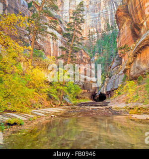 Herbstfarben am Eingang zur u-Bahn entlang Gabelung links Norden Creek Canyon im Zion Nationalpark, utah Stockfoto