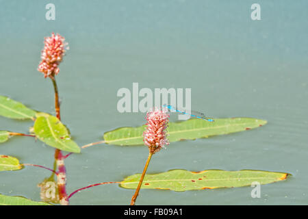 Blaue Libelle sitzt auf der Wasserpflanze Stockfoto