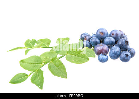 Reife Heidelbeeren und Blätter isoliert auf weißem Hintergrund Stockfoto