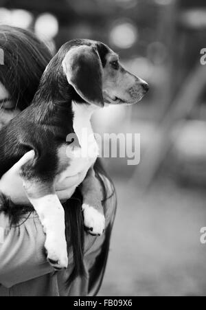 Junges Mädchen hält Beagle Welpen. Hund Weg schauen. Kind umarmt Haustier im Freien. Stockfoto