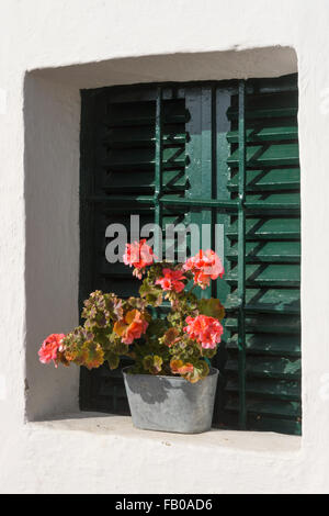 Geranien Pflanzen auf der Fensterbank eines Weinkellers im Kamptal Wein Anbaugebiet Österreichs Stockfoto