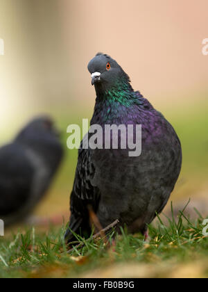 Wilde Taube ist ein gemeinsames Vogel gefunden in den Städten, so auch als Stadt Taube genannt wird. Stockfoto