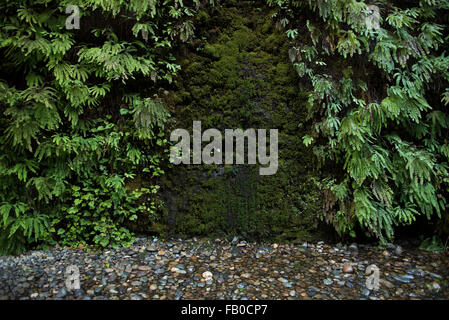 Ein Rockwall bedeckt Farne wachsen in üppigen Fern Canyon. Fern Canyon ist in der Prairie Creek Redwoods State Park. Stockfoto