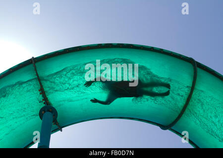 Adelaide, Australien. 7. Januar 2016. Menschliche Silhouetten in verschiedenen Verrenkungen wie Menschen eine Riesen-Wasserrutsche in Glenelg Adelaide an einem warmen Sommertag Credit gehen: Amer Ghazzal/Alamy Live-Nachrichten Stockfoto