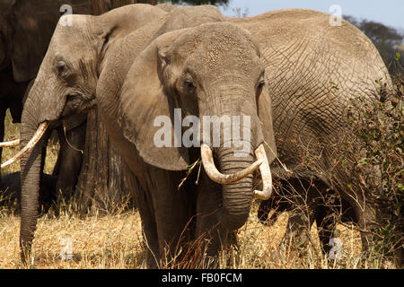 Großer afrikanischer Bush Elefant (Loxodonta Africana) mit großen Stoßzähnen und Ohren zurück.  Mehr Elefanten im Hintergrund. Stockfoto