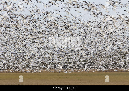 Überraschung!  Schnee-Gänse fliegen aus Land zusammen. Vancouver BC Kanada Stockfoto