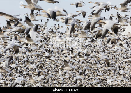 Fliegen - die Schneegans in Westham Insel Vancouver Stockfoto