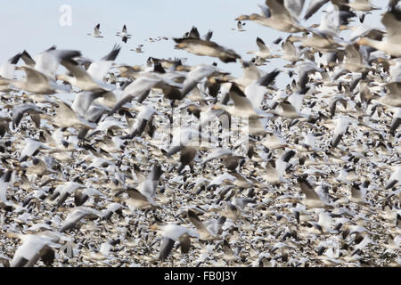 Fliegen - Herde Schneegans Westham Insel, Vancouver BC, Kanada Stockfoto