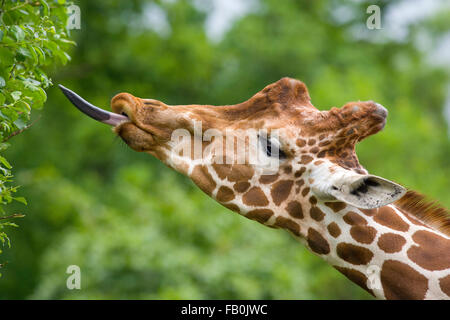 Giraffe Giraffa Camelopardalis mit Zunge erweiterte Fütterung Stockfoto