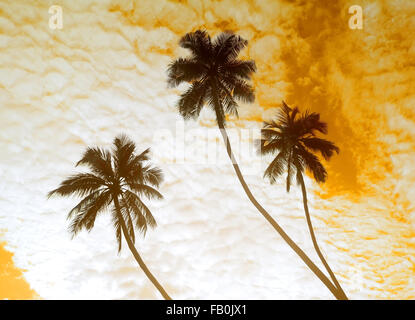 Palmen auf einem Hintergrund von bewölktem Himmel Stockfoto